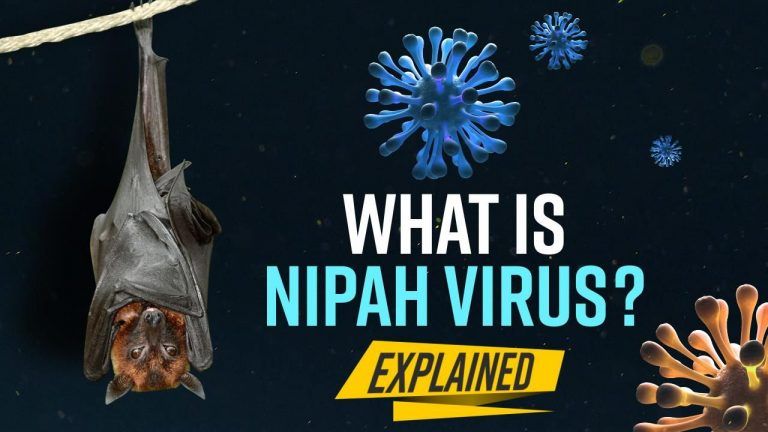 What Is Nipah Virus? Here's All You Need To Know | Symptoms, Transmission, Treatment